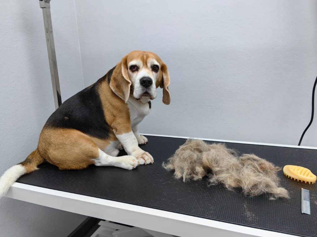 Бигль Экспресс линька