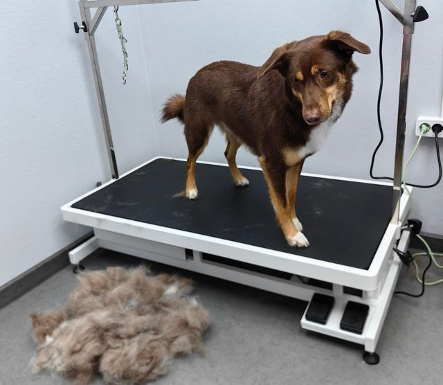 Метис от 11 до 16 кг экспресс-линька