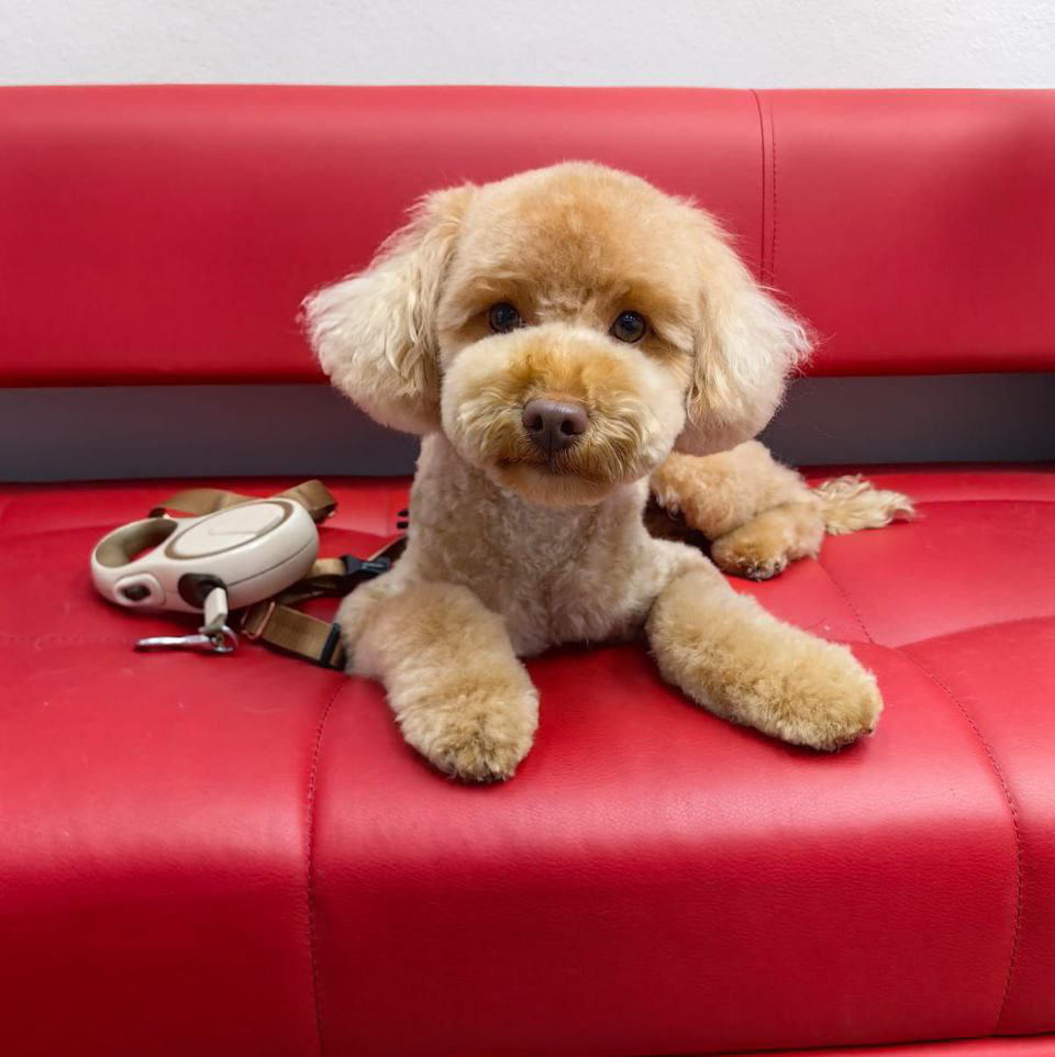 Миниатюрный пудель (28-35 см) Гигиенический комплекс