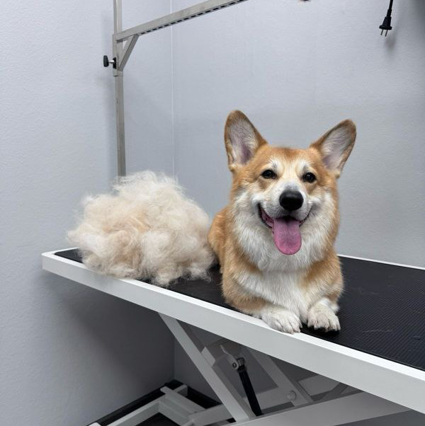 Вельш корги экспресс-линька