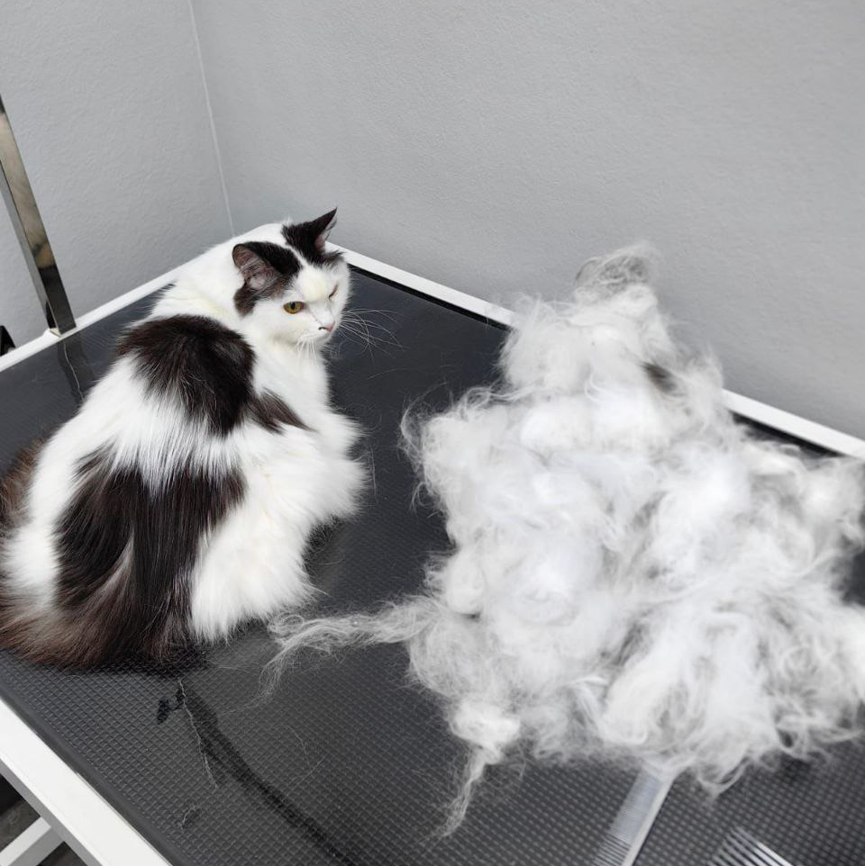 Кошка длинношерстная экспресс линька с мытьем