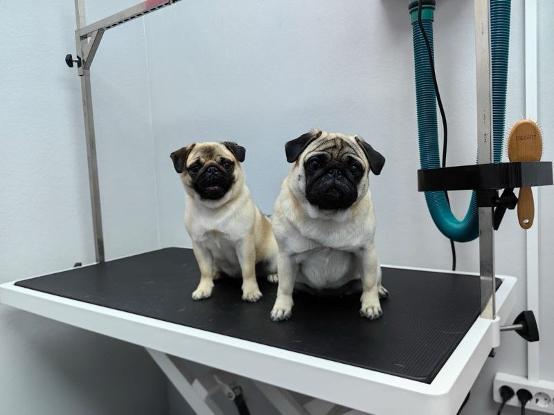 Мопс гигиенический комплекс