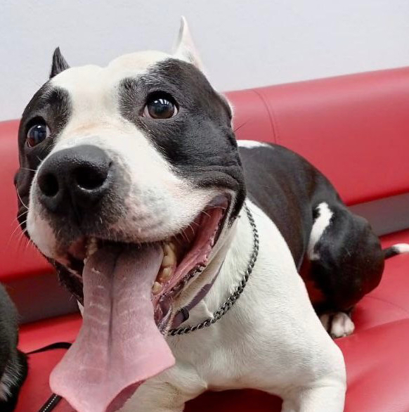 Английский бульдог, Американский стаффордширский терьер, Немецкий боксер, амбуль, гигиенический комплекс