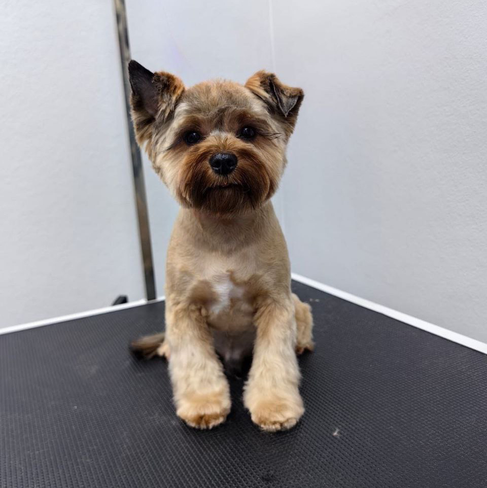 Русская салонная полный комплекс со стрижкой