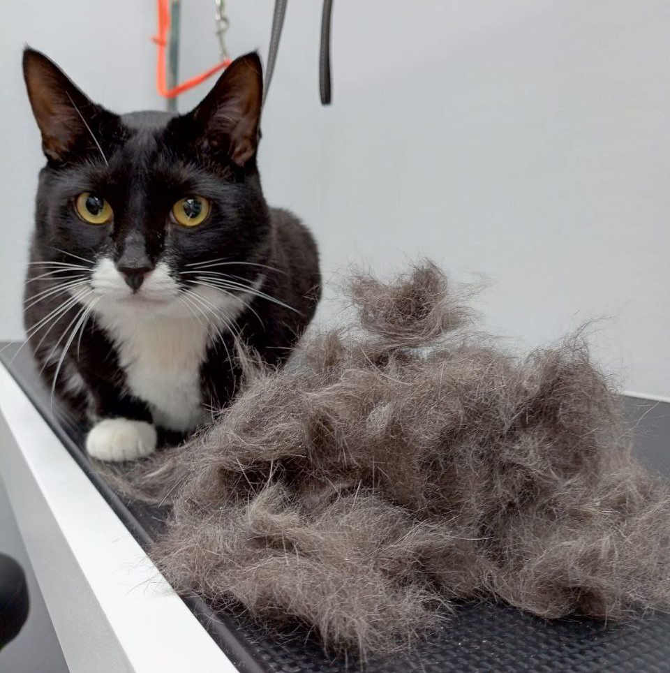 Кошка короткошерстная  экспресс-линька с мытьем