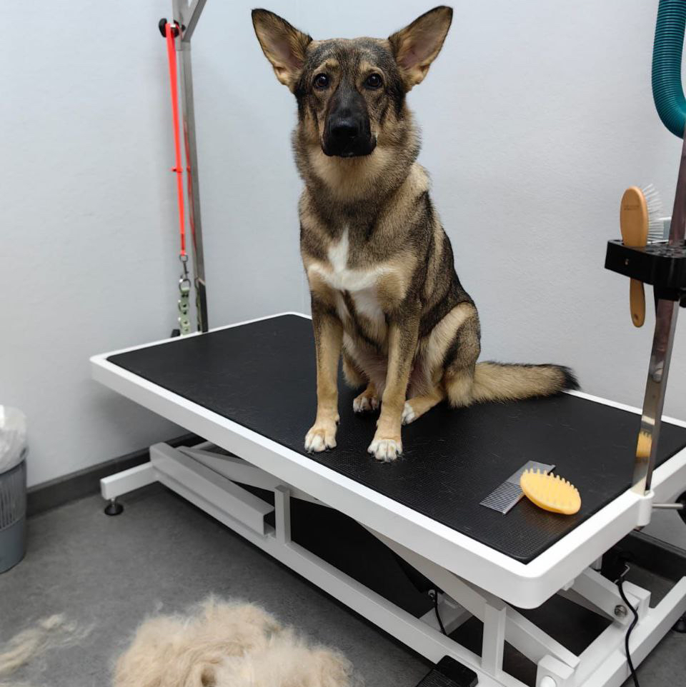 Метис от 16 до 20 кг экспресс-линька