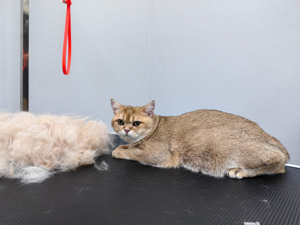 Британец, Шотландец, Перс экспресс линька с мытьем