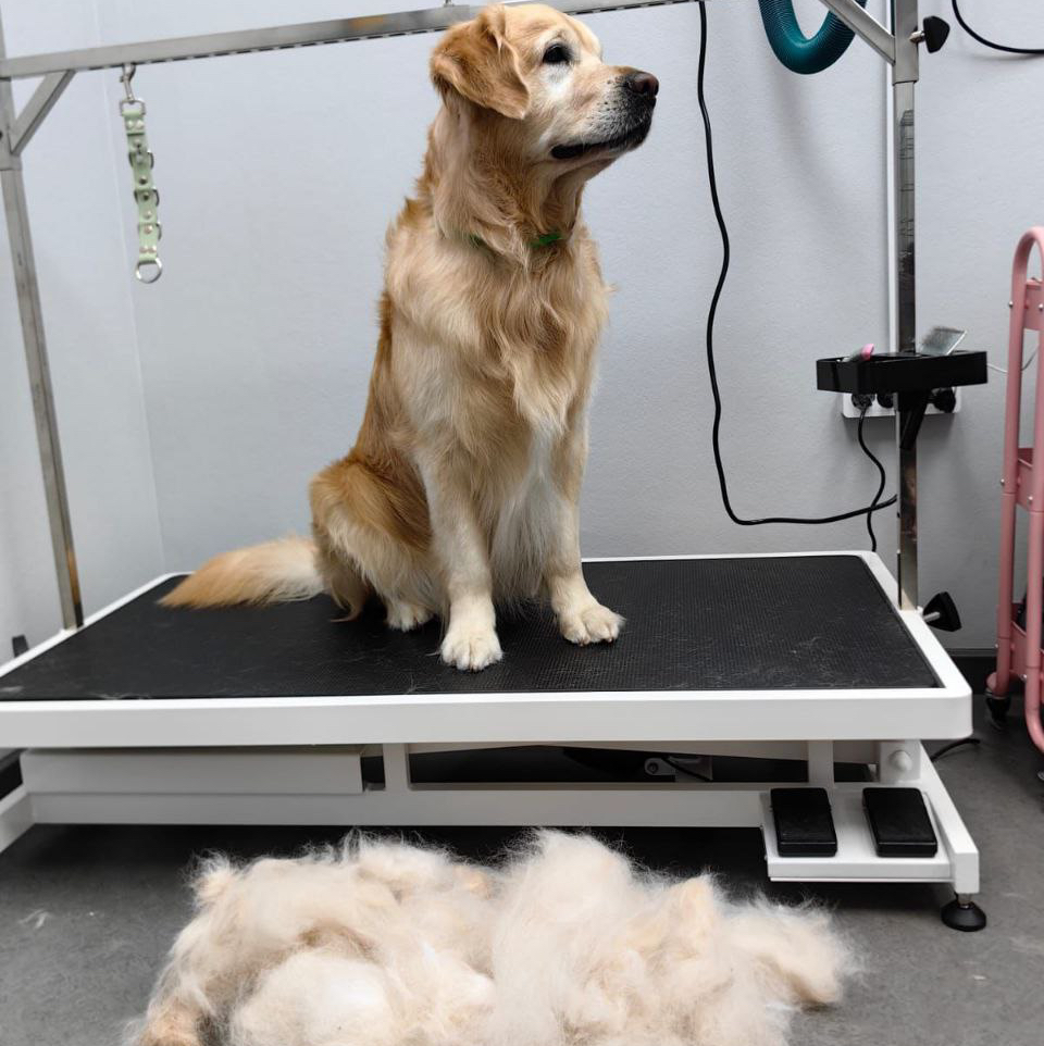 Золотистый ретривер экспресс линька