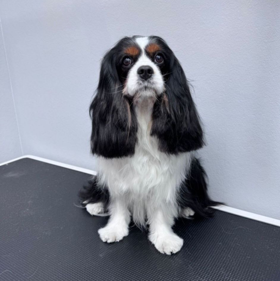 Кавалер кинг Чарльз спаниель Гигиенический комплекс