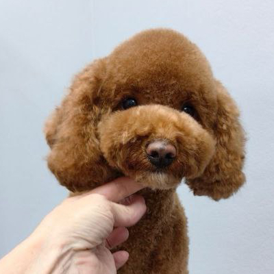 Миниатюрный пудель (28-35 см) модельная стрижка (Тедди, Азия)