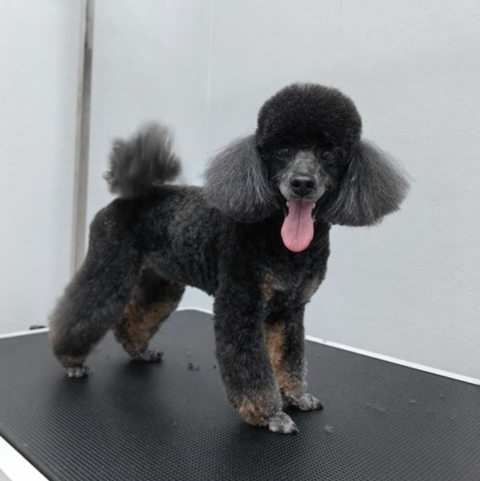 Той-пудель (24-28 см) модельная стрижка модерн