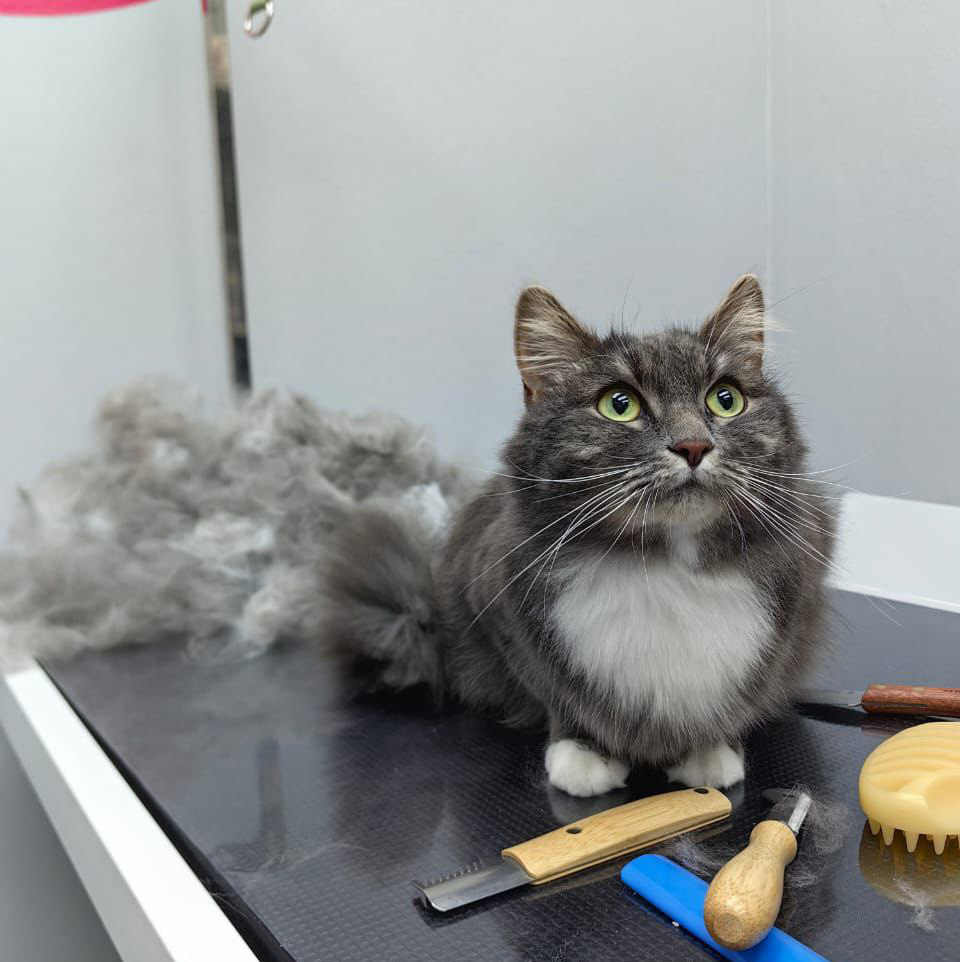 Кошка короткошерстная экспресс-линька сухая