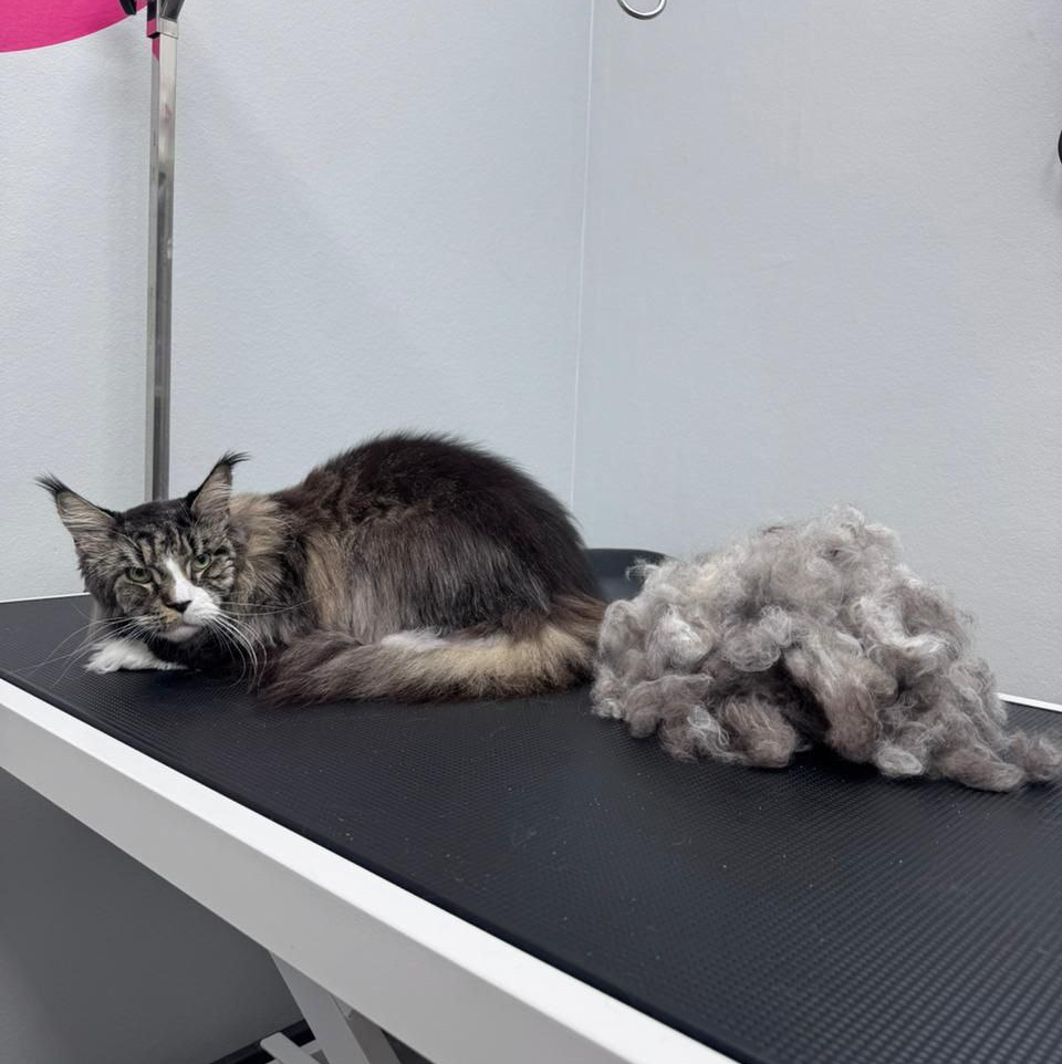 Мейн-кун экспресс-линька сухая