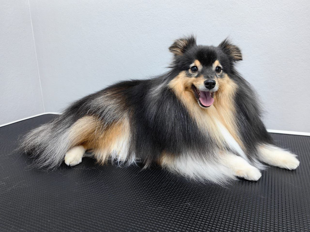 Бордер-колли, Шелти Гигиенический комплекс