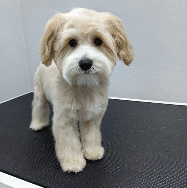 Мальтипу гигиенический комплекс