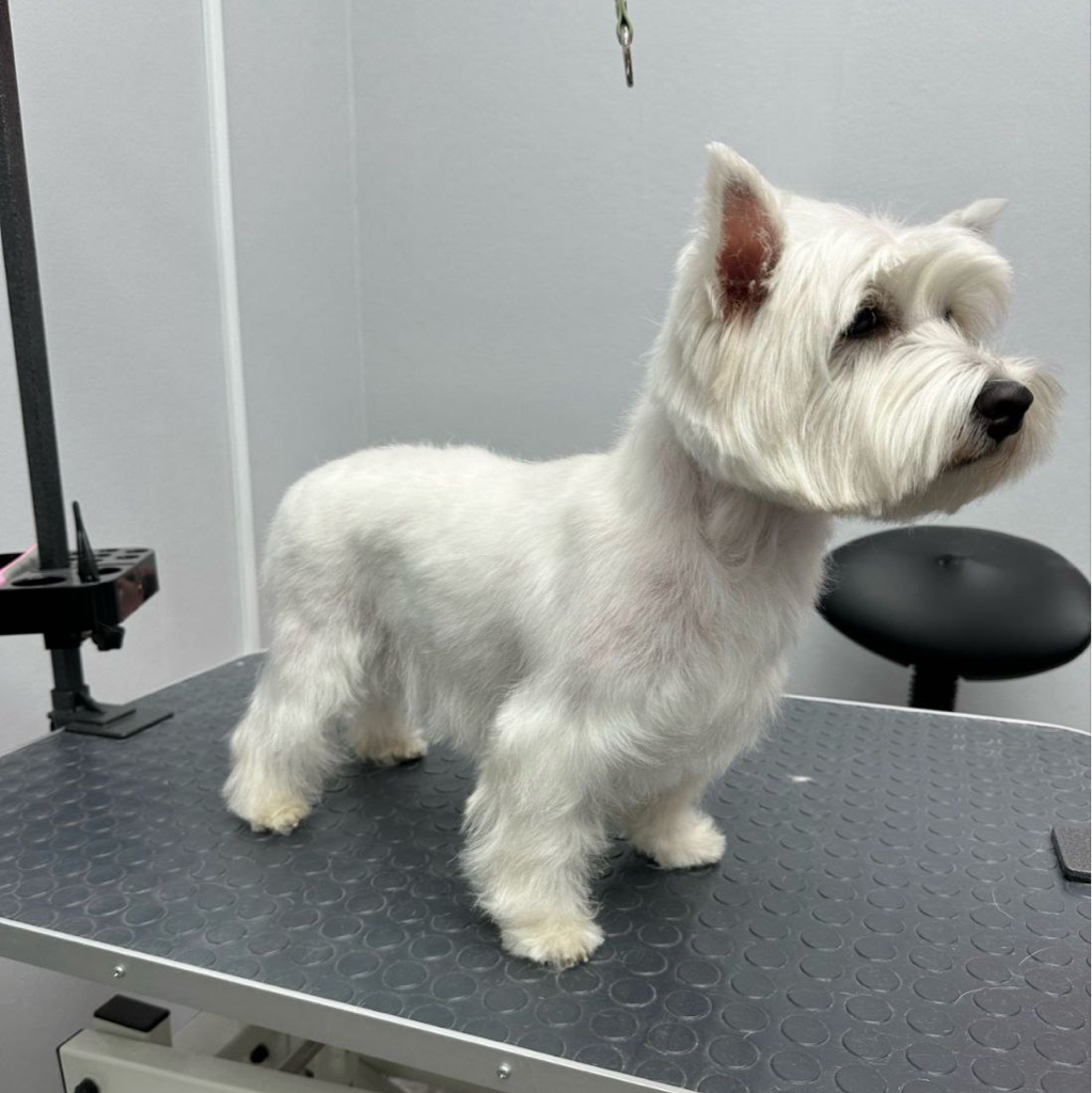 Вест-хайленд породный тримминг