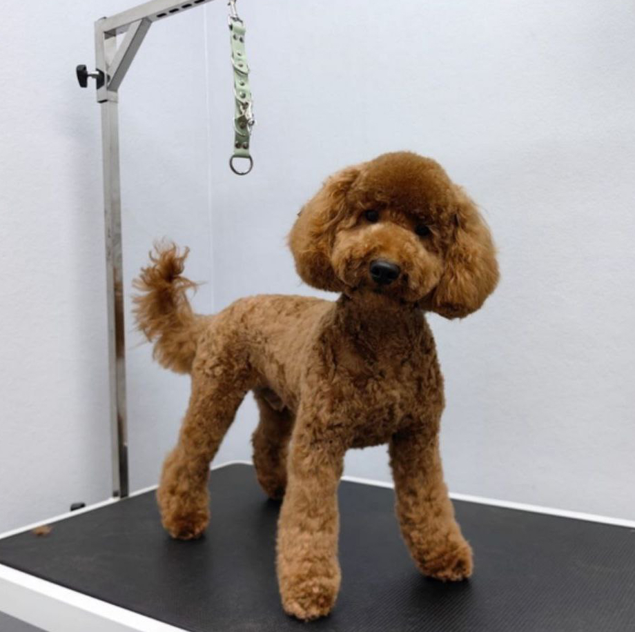 Малый (средний) пудель (35-45см) модельная стрижка (Тедди, азия)