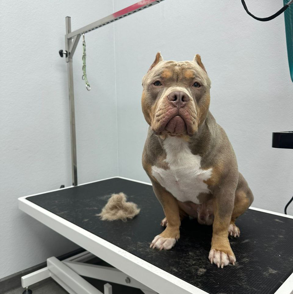 Английский бульдог, Американский стаффордширский терьер, Немецкий боксер, амбуль, Экспресс линька