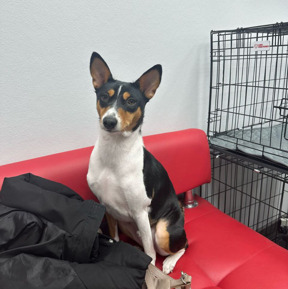 Басенджи экспресс-линька