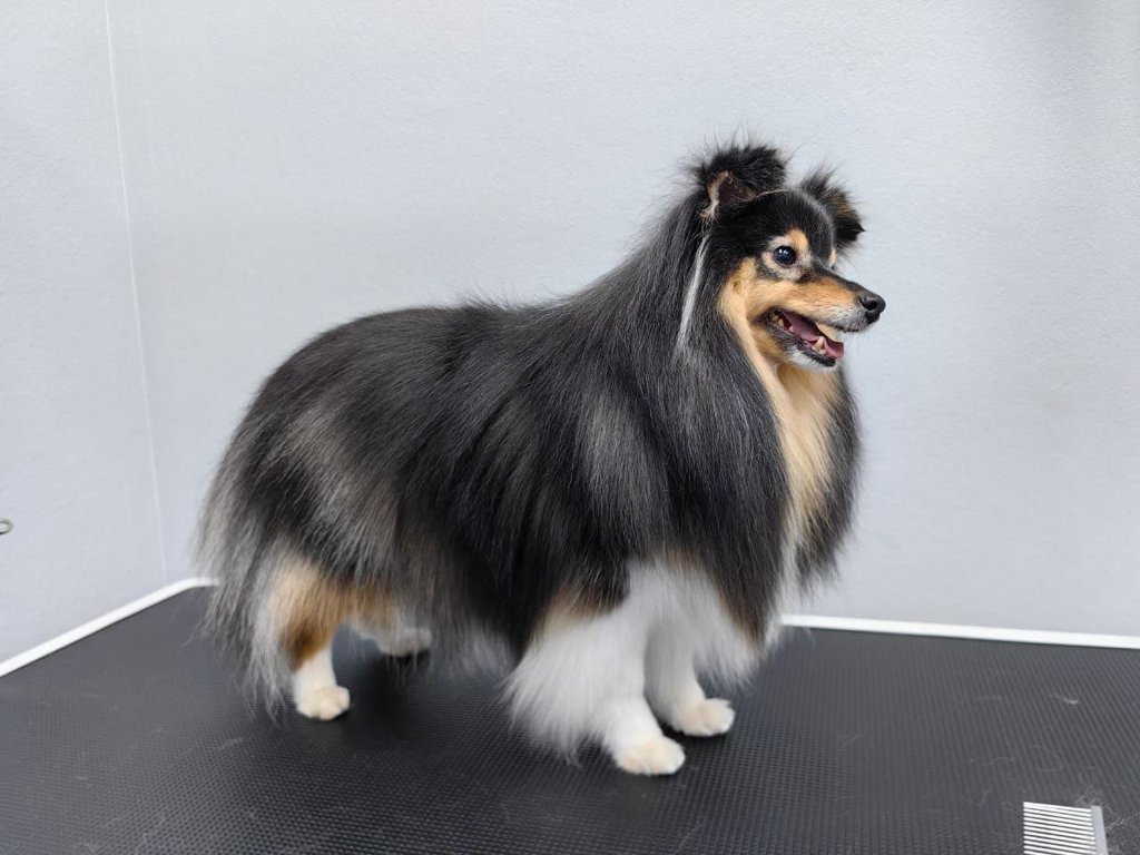 Бордер-колли, Шелти Экспресс линька