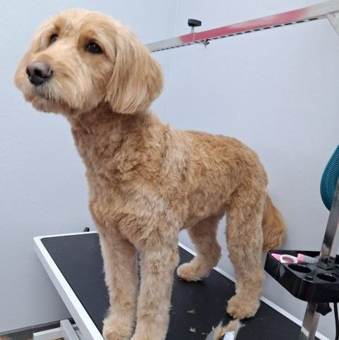 Лабрадудль, Голдендудль полный комплекс до 45 см