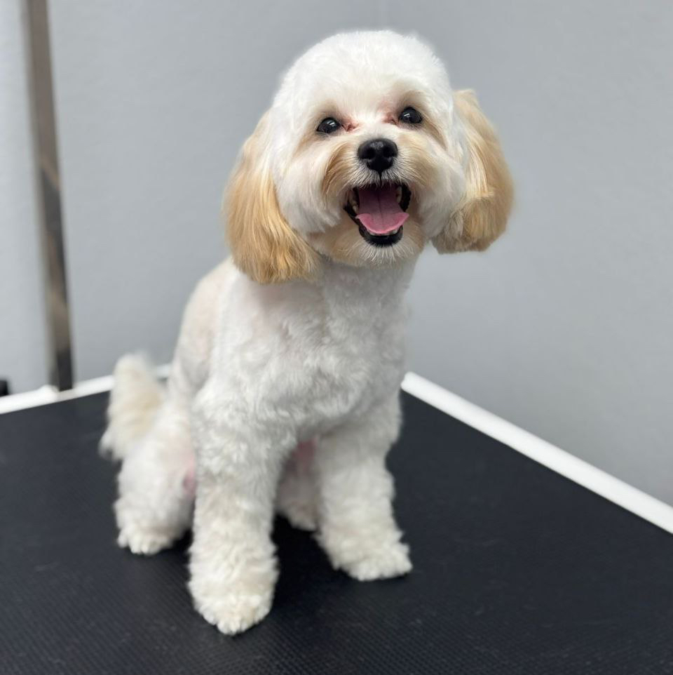 Мальтезе полный комплекс ножницами до 23 см