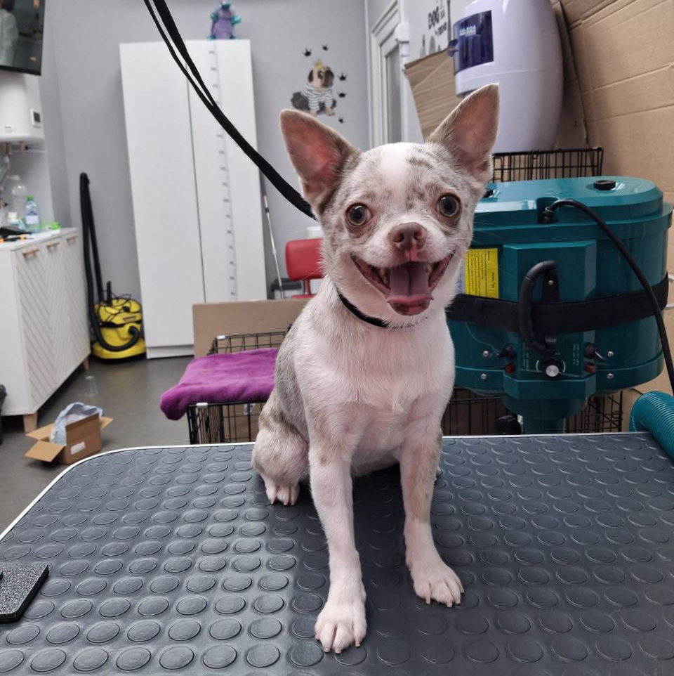 чихуахуа экспресс линька короткошерстный