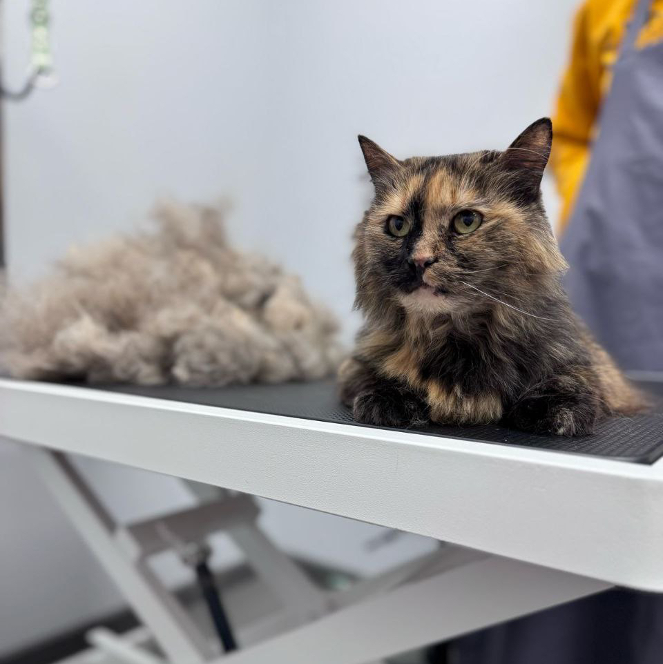 Кошка длинношерстная экспресс-линька сухая