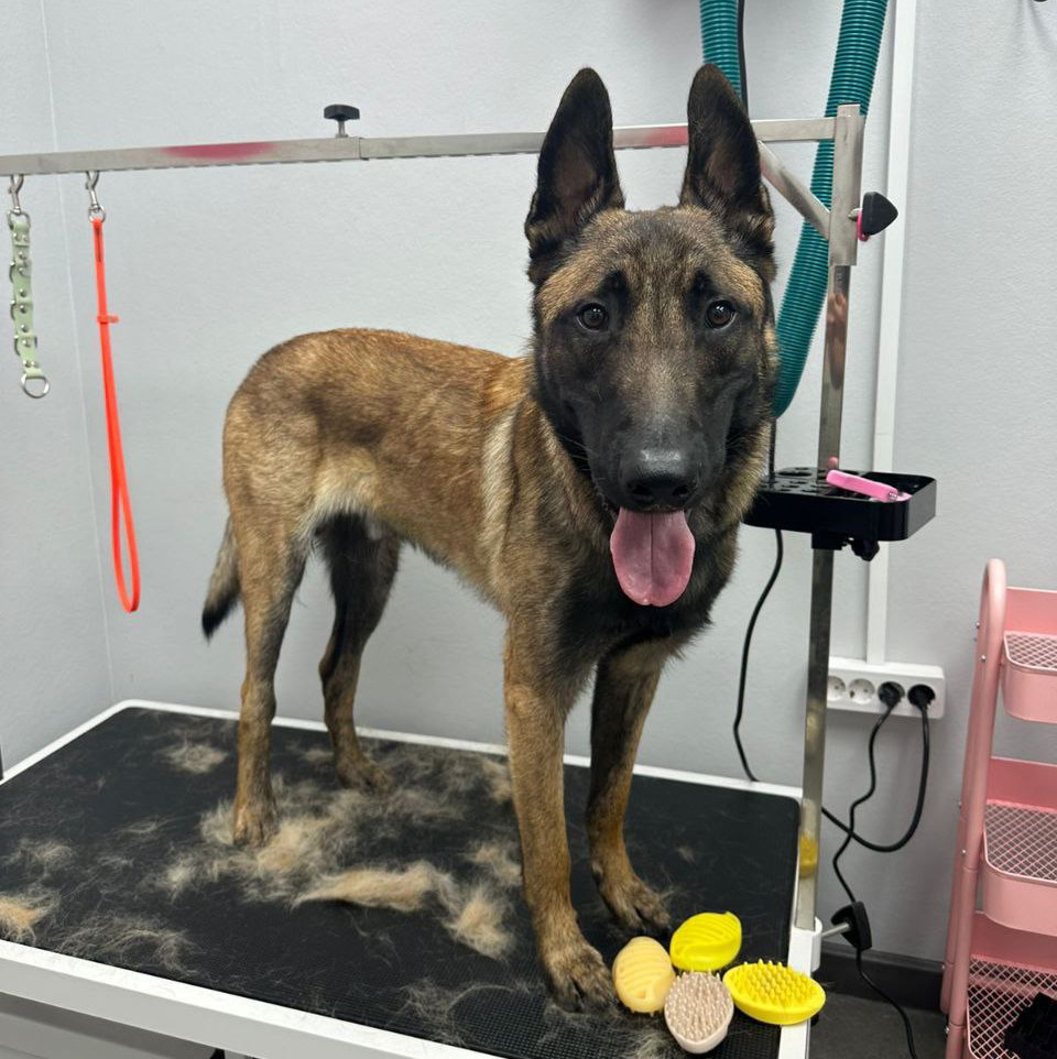 Бельгийская овчарка (Малинуа) экспресс-линька