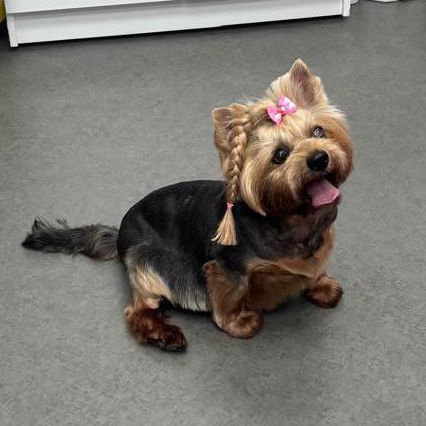 Йоркширский терьер полный комлпекс более 23 см в холке