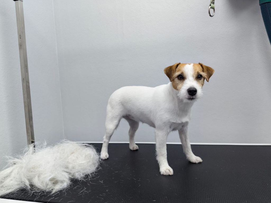 Джек-рассел-терьер породный тримминг