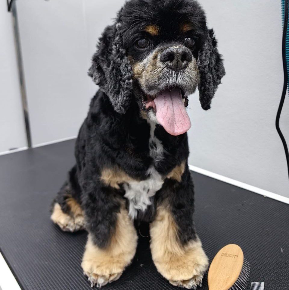 Американский кокер спаниель Гигиенический груминг