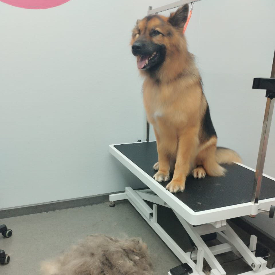 Немецкая овчарка короткошерстная экспресс-линька