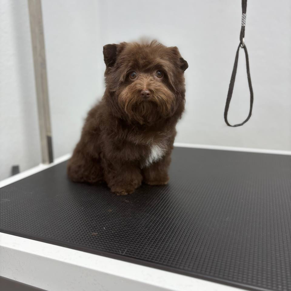 Бивер, цветной йоркширский терьер щенячий комплекс (до 6 месяцев)