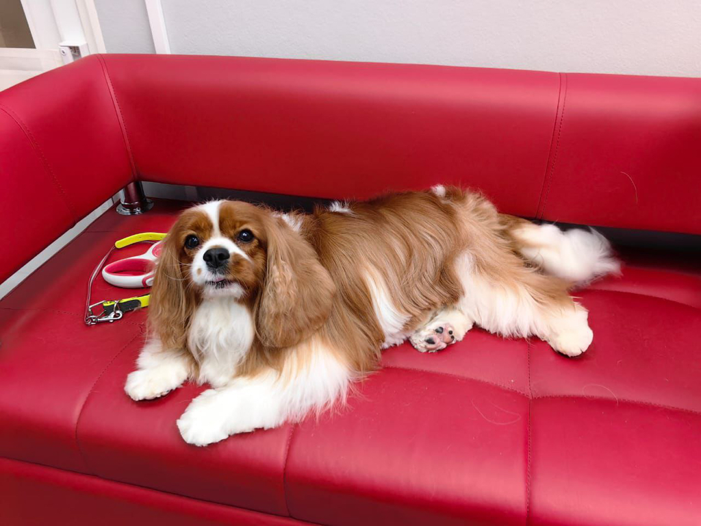 Кавалер кинг Чарльз спаниель породный груминг