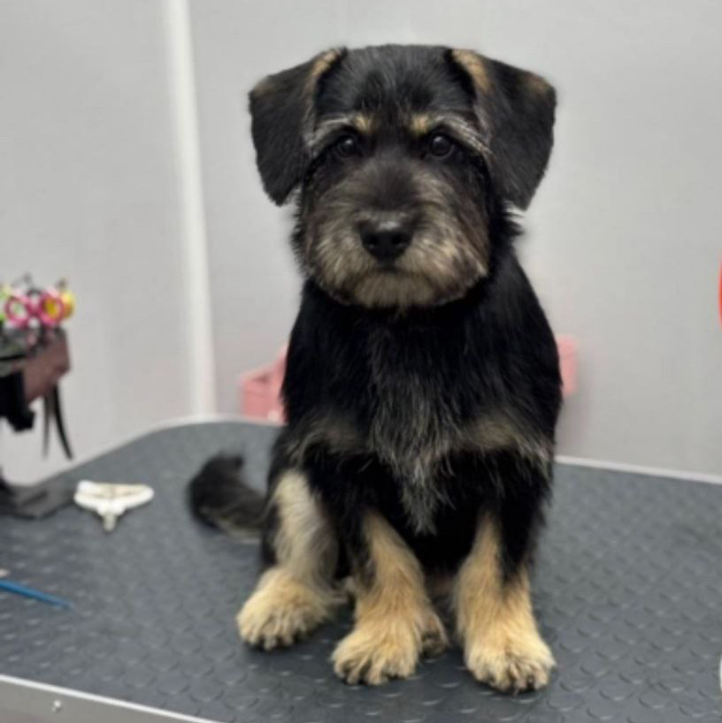 Метис от 7 до 11 кг экспресс-линька