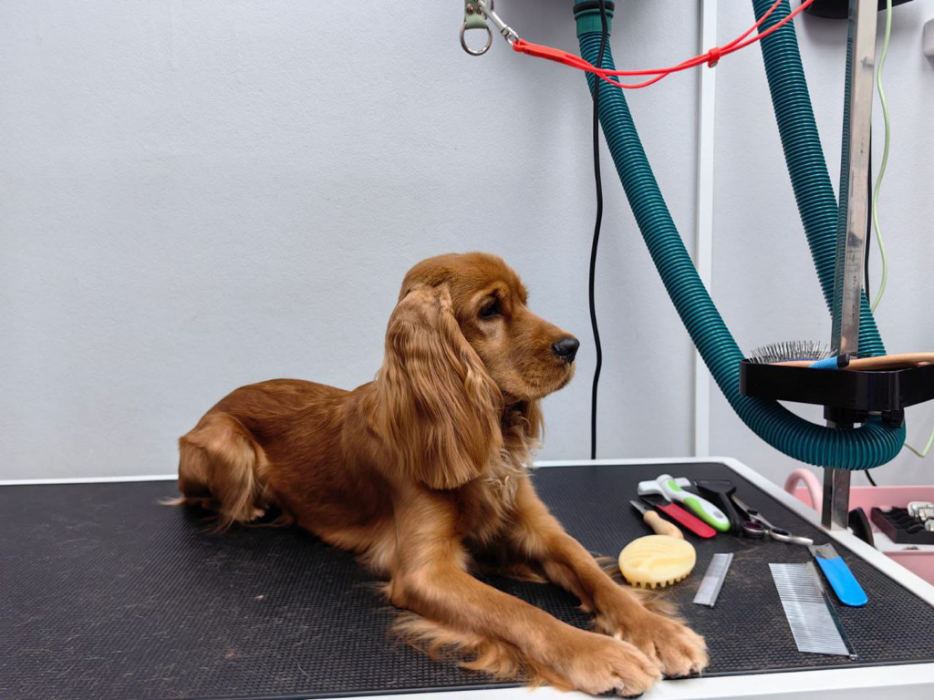 Английский кокер спаниель гигиенический комплекс