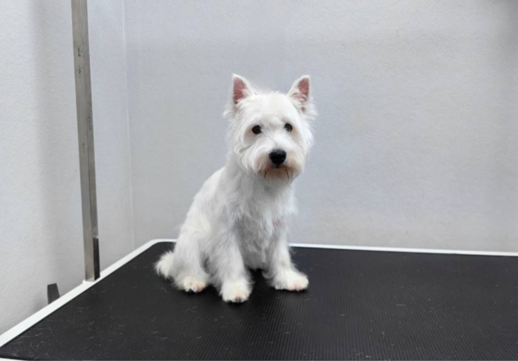 Вест-хайленд гигиенический комплекс