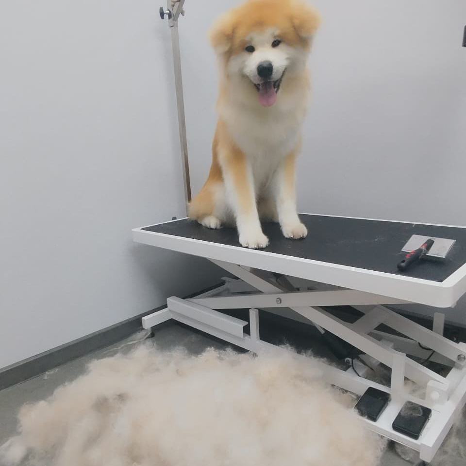 Акита-ину Флаффи (длинношерстная) экспресс-линька