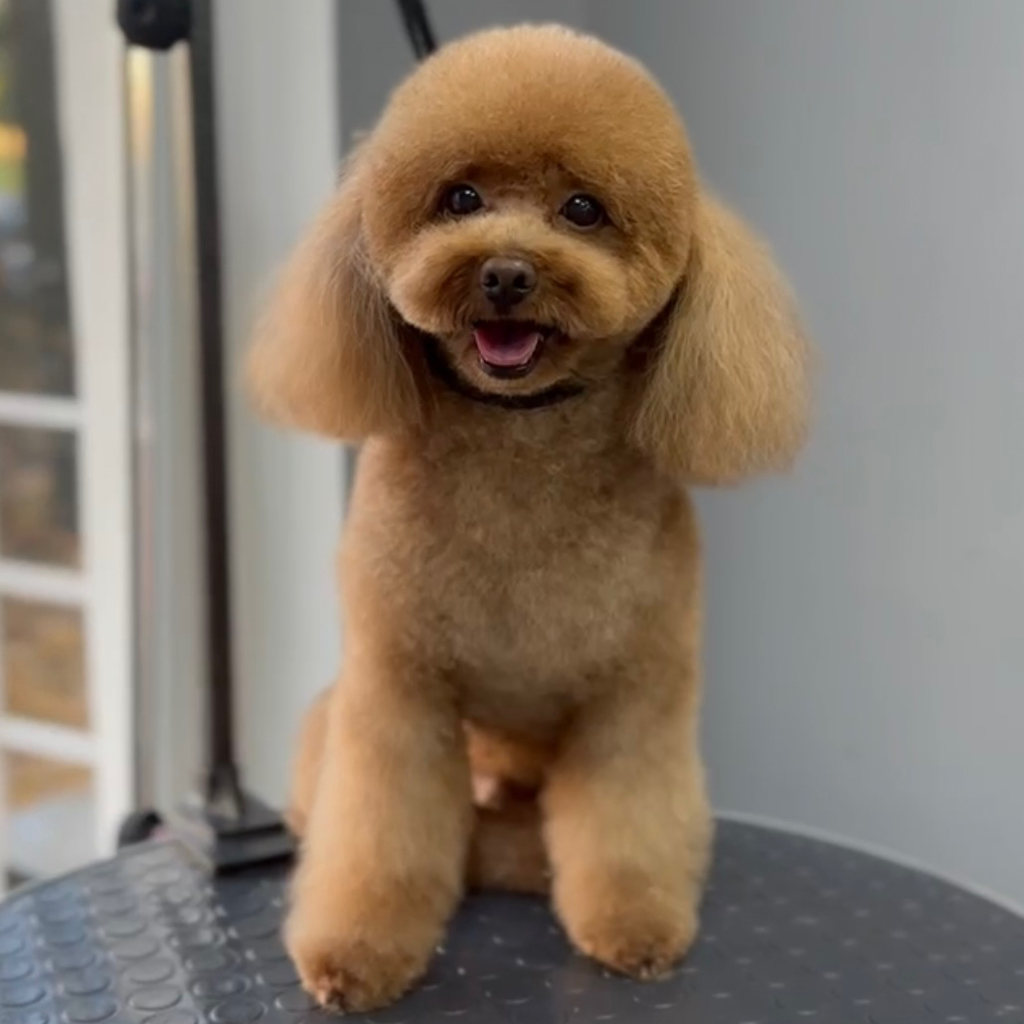 Мальтипу до 35 см гигиена+стрижка