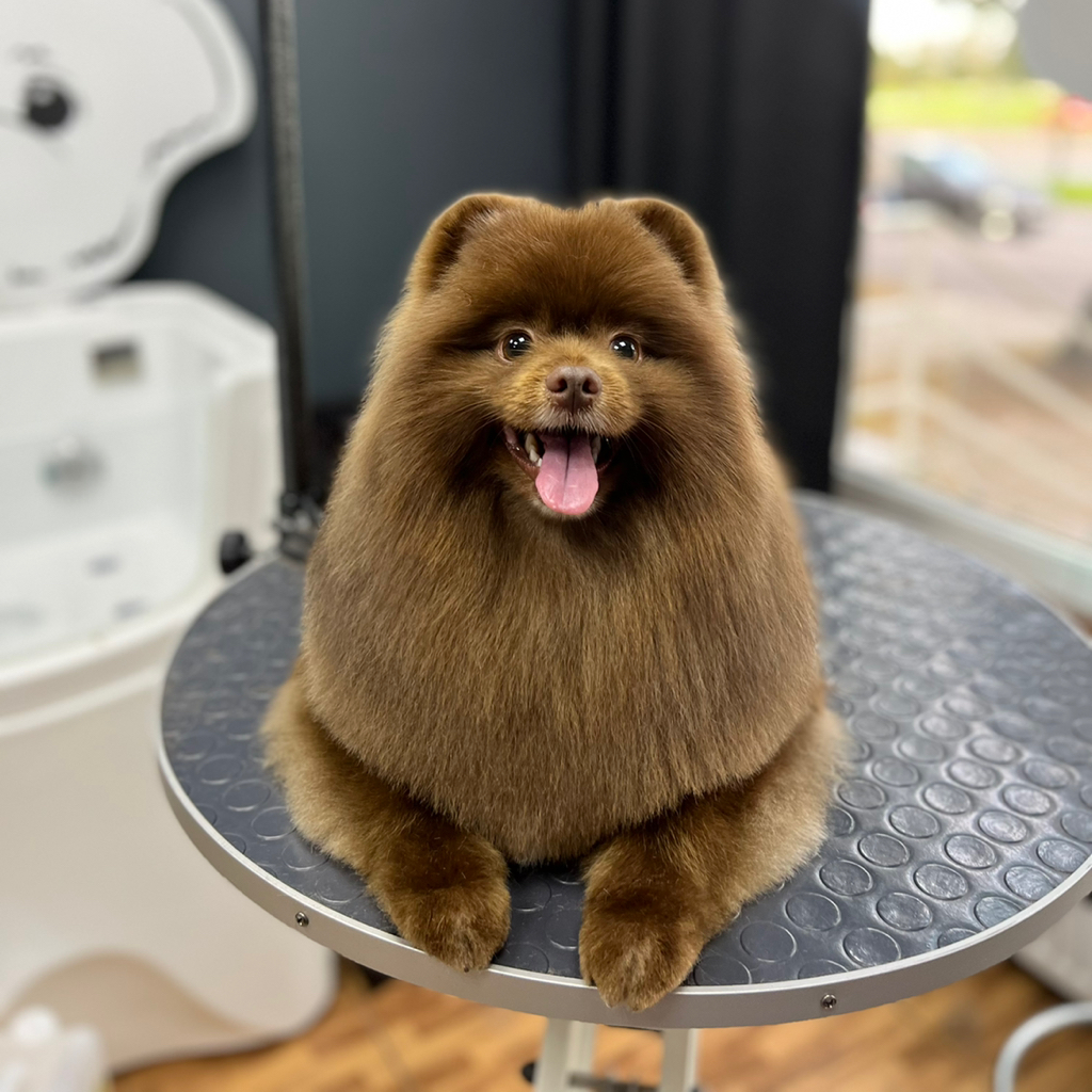 Шпиц стандарт гигиена+стрижка