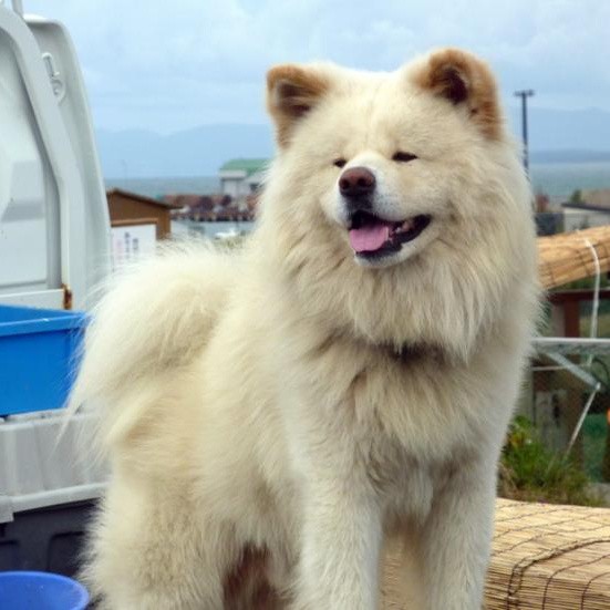 Акита-ину (японская) Длинношерстная (вычес+мытье+сушка)