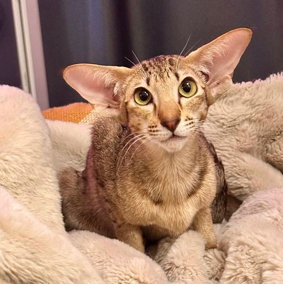 Повторный прием ветеринарного хирурга,онколога