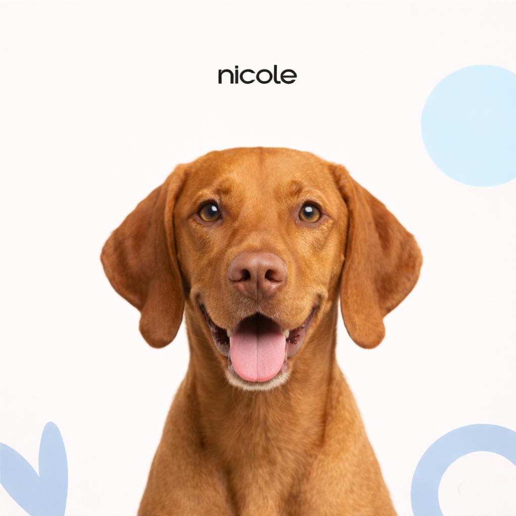 Венгерская выжла