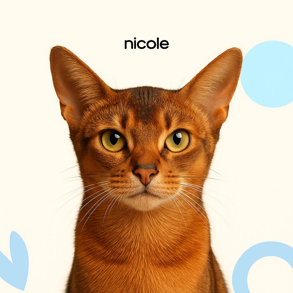 Абиссинская Стрижка (бритье) с мытьем