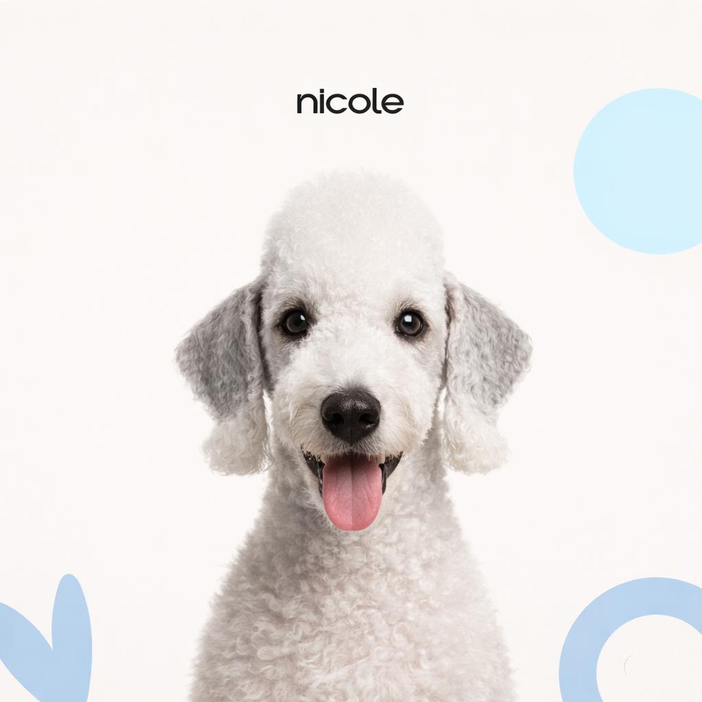 Бедлингтон терьер Модельная стрижка