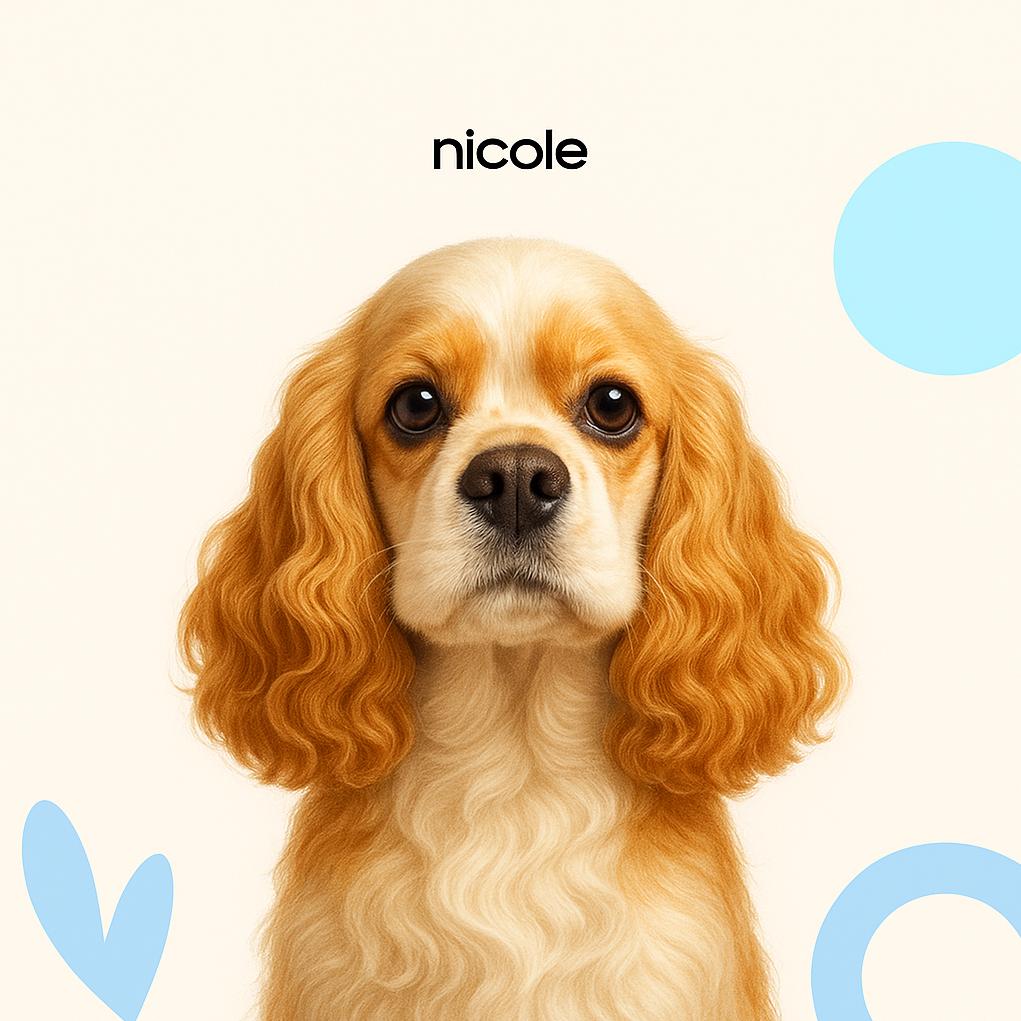 Американский кокер спаниель Модельная