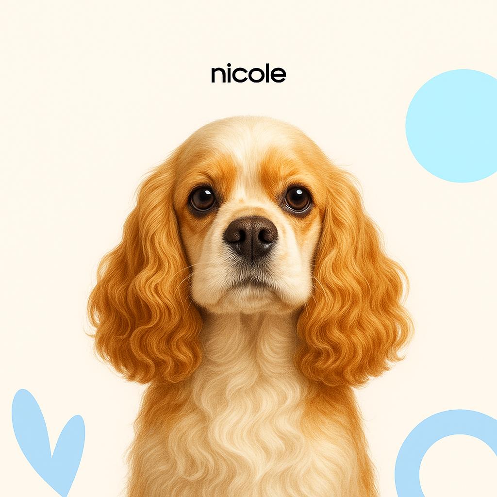 Американский кокер спаниель Породная + стриппинг (тримминг)