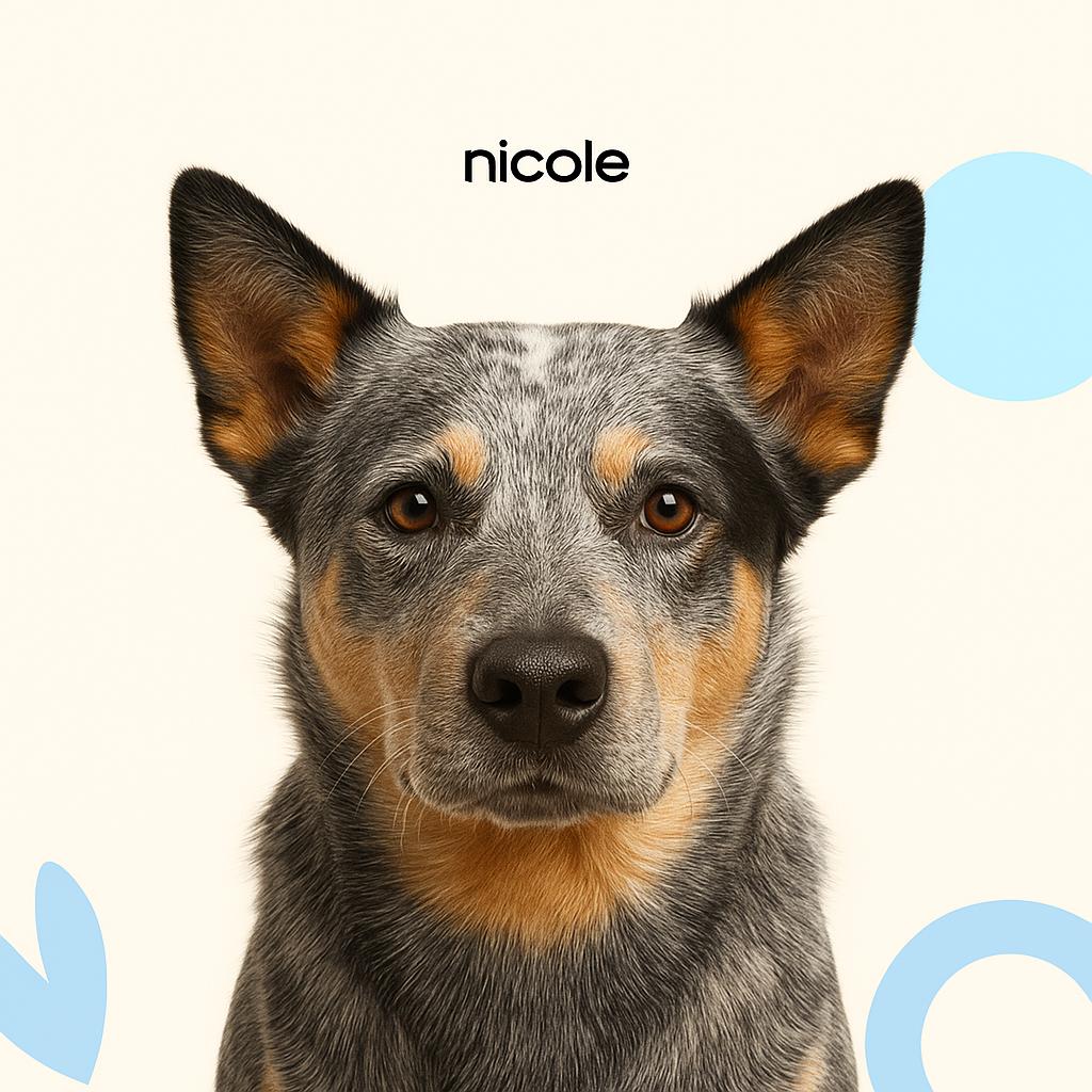 Австралийский хилер