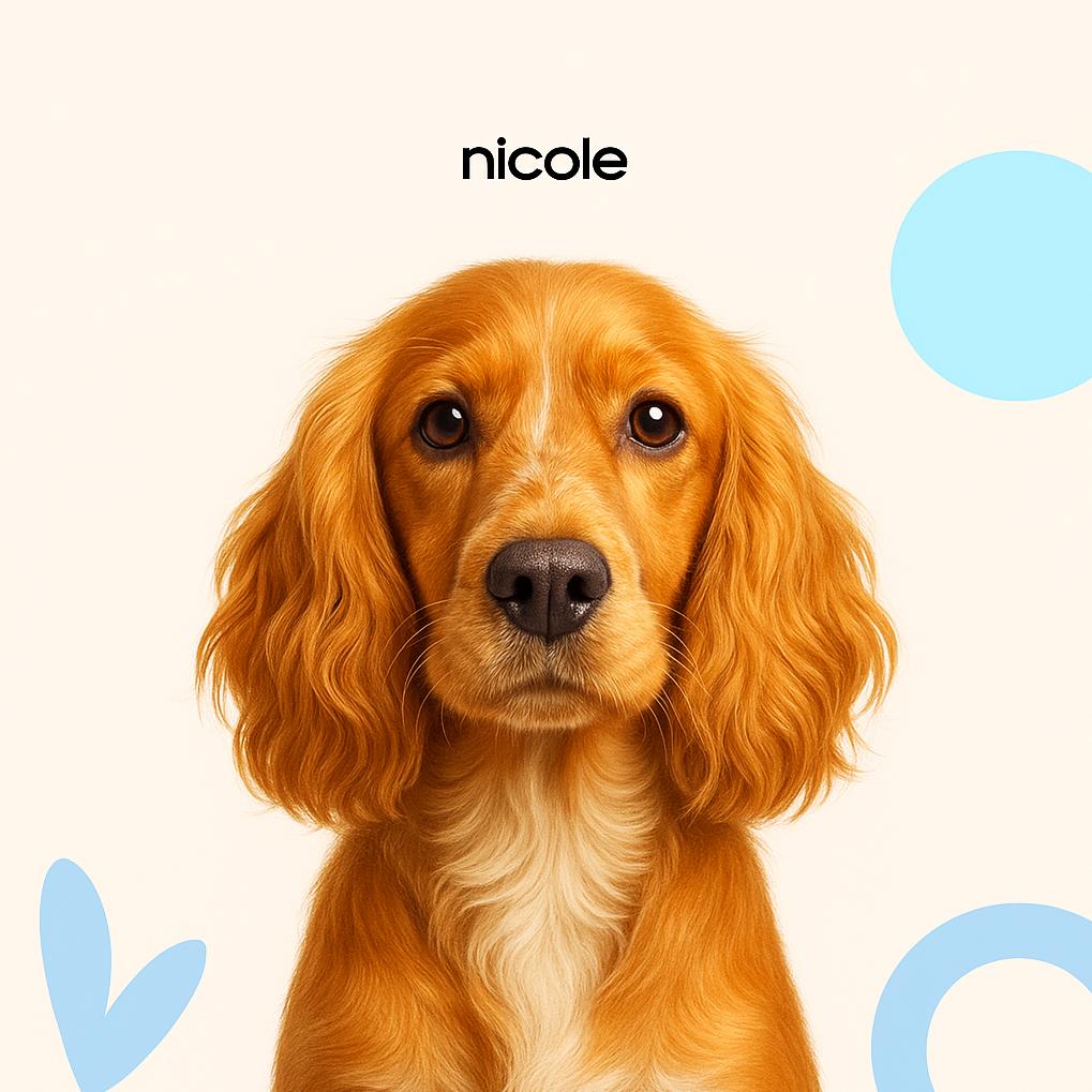 Английский кокер спаниель Породная + стриппинг (тримминг)